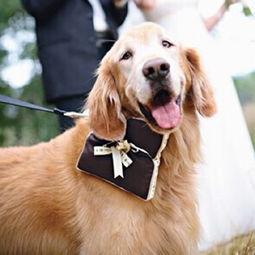 带汪的图片,捕捉萌宠瞬间