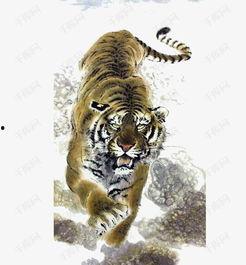 虎的资料,神秘生物的生态与进化之谜